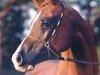 broodmare Ghamal Damal 1990 ox (Arabian thoroughbred, 1990, from Amal 1980 ox)