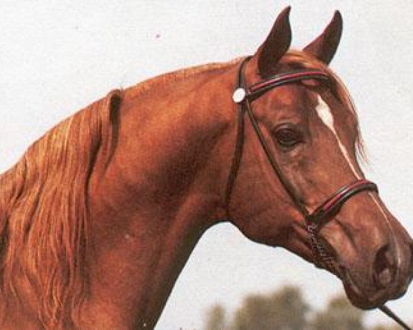 stallion Numizmat 1974 ox (Arabian thoroughbred, 1974, from Aswan 1958 EAO)
