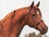stallion Numizmat 1974 ox (Arabian thoroughbred, 1974, from Aswan 1958 EAO)