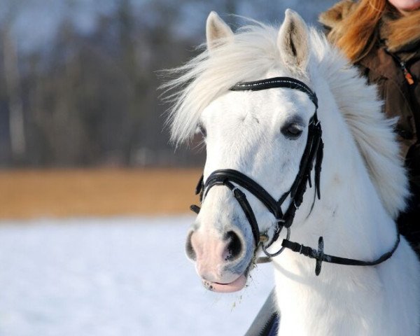 dressage horse Natan 48 (German Riding Pony, 1995, from Navarino)