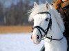 dressage horse Natan 48 (German Riding Pony, 1995, from Navarino)