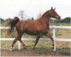 broodmare Esmira 1986 ox (Arabian thoroughbred, 1986, from Numizmat 1974 ox)