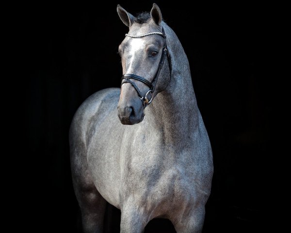 stallion Urmel Junior (Oldenburg show jumper, 2019, from Untouchable)