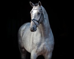 Springpferd Urmel Junior (Oldenburger Springpferd, 2019)