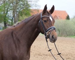 broodmare Petra (Oldenburg, 2019, from Fuechtels Floriscount OLD)