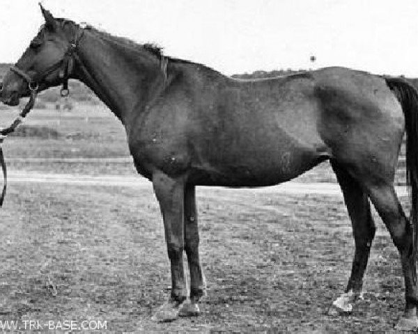 broodmare Pankarta 1954 ox (Arabian thoroughbred, 1954, from Priboj 1944 ox)