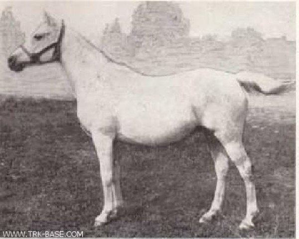 broodmare Polnoch 1961 ox (Arabian thoroughbred, 1961, from Nil 1954 EAO)