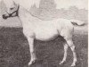 broodmare Polnoch 1961 ox (Arabian thoroughbred, 1961, from Nil 1954 EAO)