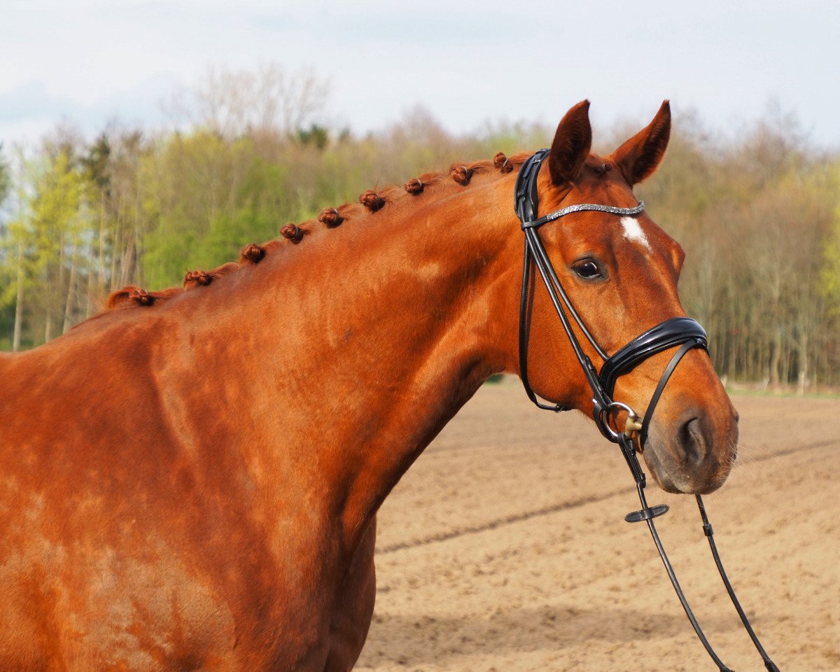 broodmare Deja Vue (Oldenburg, 2011, from Detroit)