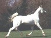 stallion Veteran 1983 ox (Arabian thoroughbred, 1983, from Mashuk 1977 ox)