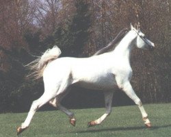 stallion Veteran 1983 ox (Arabian thoroughbred, 1983, from Mashuk 1977 ox)