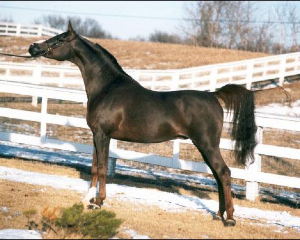 stallion Amal 1980 ox (Arabian purebred, 1980, from Abdullah 1975 ox)
