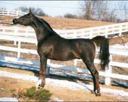 stallion Amal 1980 ox (Arabian thoroughbred, 1980, from Abdullah 1975 ox)