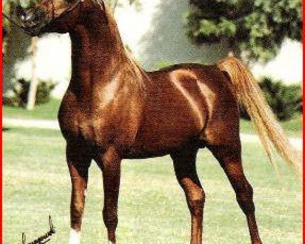stallion Abdullah 1975 ox (Arabian thoroughbred, 1975, from Patron 1966 ox)
