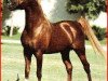 stallion Abdullah 1975 ox (Arabian thoroughbred, 1975, from Patron 1966 ox)