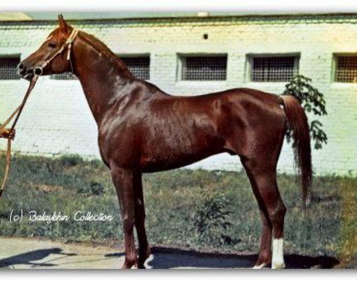 stallion Patron 1966 ox (Arabian purebred, 1966, from Aswan 1958 EAO)