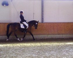 dressage horse Debbie Sue (German Riding Pony, 1995, from Duktus)