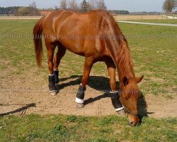 Springpferd Tincas Boy (Holsteiner, 2003, von Landano)