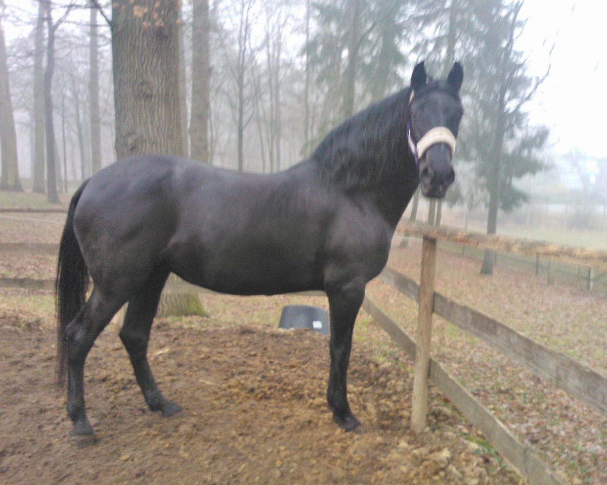 Zuchtstute Juguetona (Raza Menorquina, 1996, von Polin-SM)