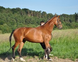 broodmare Santa Fee W (Westphalian, 2007, from Sandro Bedo)