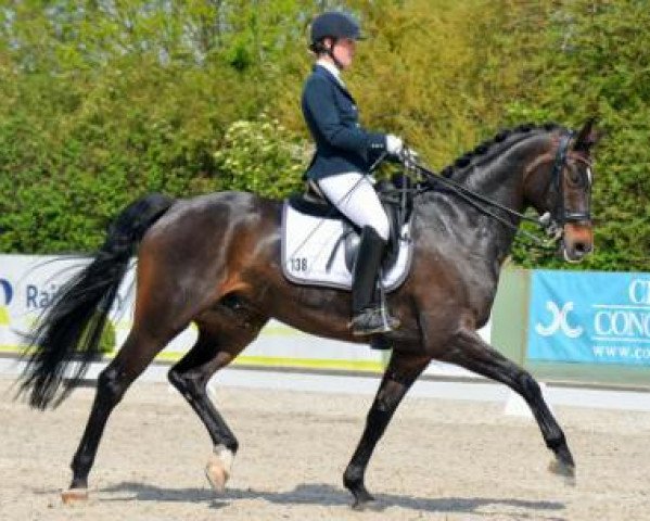dressage horse Rayman Delux (Oldenburg, 2010, from Rosandro)