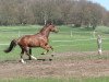 dressage horse Krack Bee (Hanoverian, 2009, from Krack C)