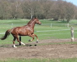 dressage horse Krack Bee (Hanoverian, 2009, from Krack C)