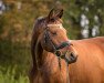 dressage horse Felina 188 (Oldenburg, 2011, from Fürst Fugger)