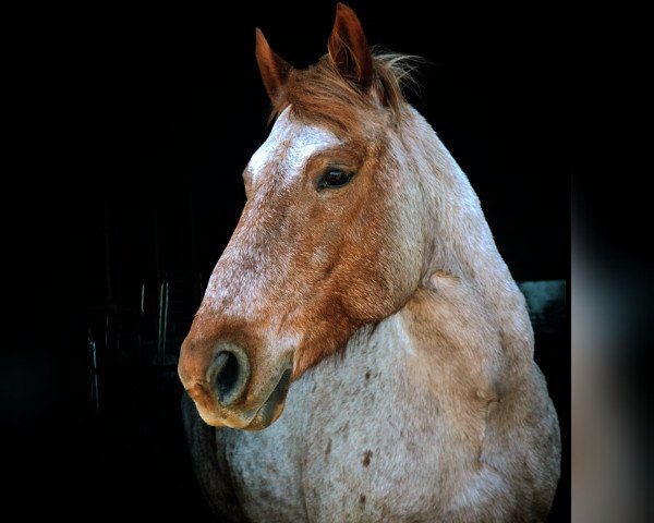 horse Puschler (German Warmblood, 2006, from Dzahan)
