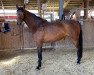 dressage horse Bellisima (Westphalian, 2019, from By your Side 3)