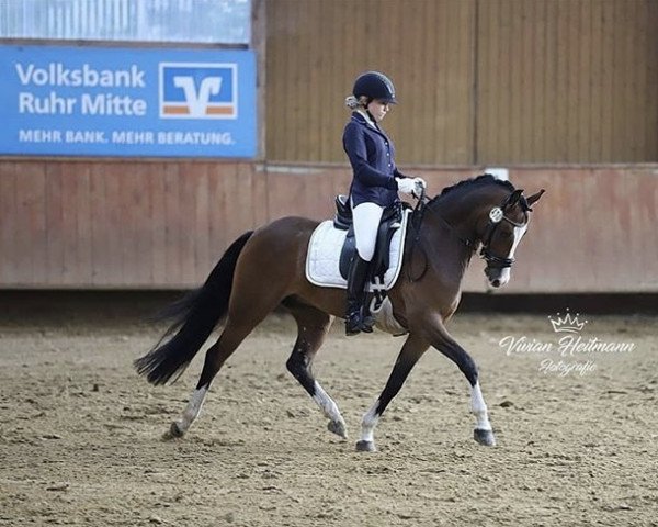 dressage horse Valido's Perfect P (German Riding Pony, 2014, from Valido's Highlight)