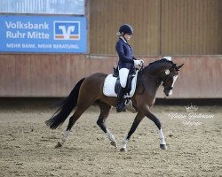 dressage horse Valido's Perfect P (Deutsches Reitpony, 2014, from Valido's Highlight)