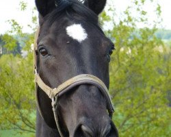 broodmare Royal Princess (Hanoverian, 2000, from Regazzoni)