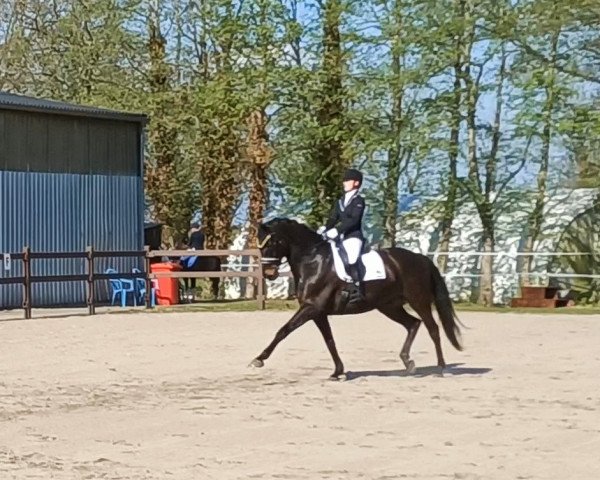 dressage horse Crepusculo (Hanoverian, 2005, from Carry Gold)