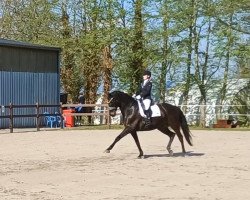 dressage horse Crepusculo (Hanoverian, 2005, from Carry Gold)