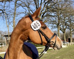 Zuchtstute Steendieks Comme Ci Comme Ca (Deutsches Reitpony, 2008, von FS Chambertin)