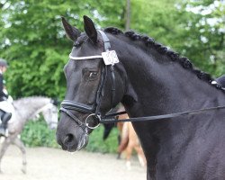 dressage horse Duplex 14 (Westphalian, 2004, from Dresemann)