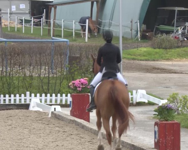 Reitturnier Gerasdorf bei Wien 2022