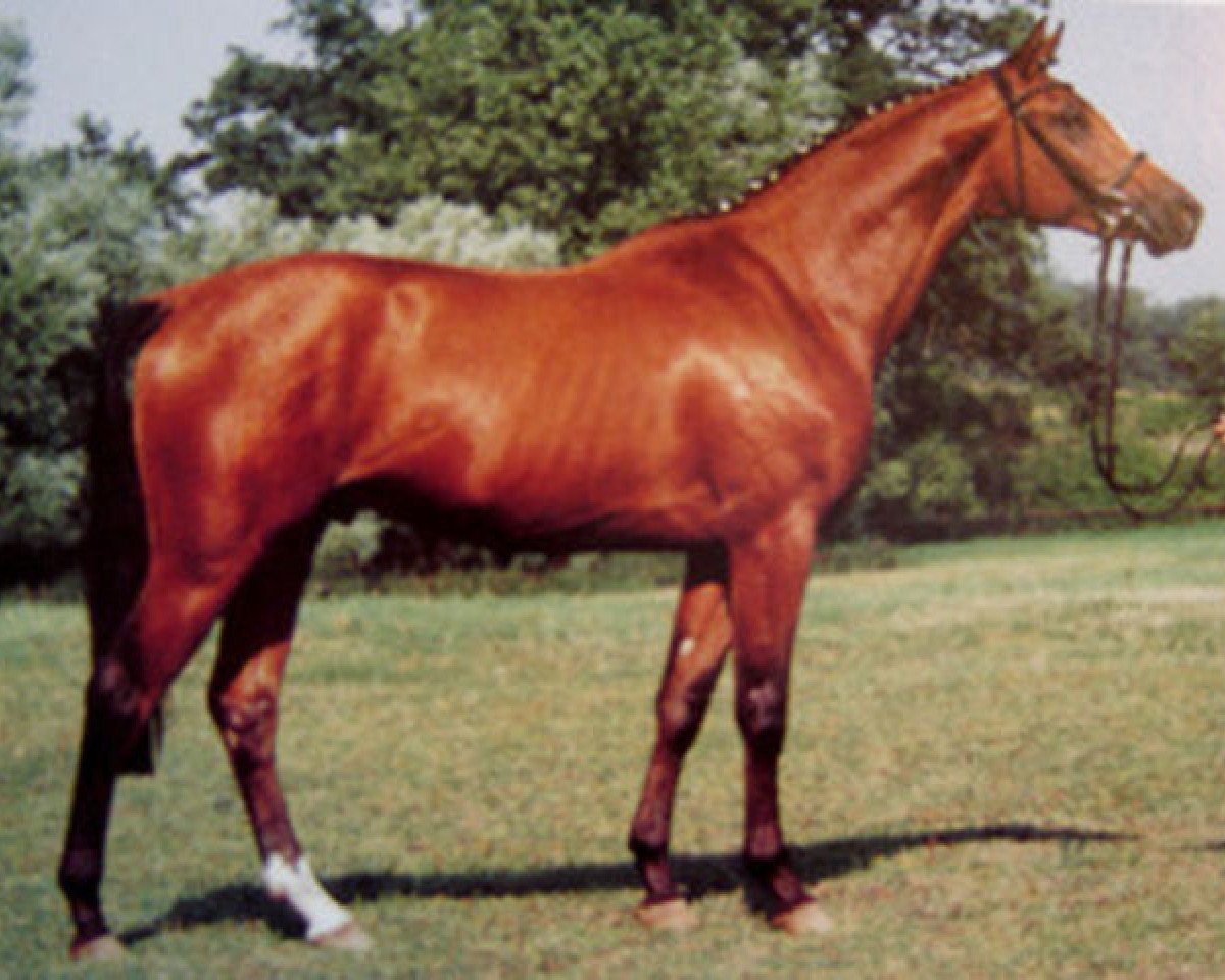 dressage horse Peu a Peu (Trakehner, 1994, from Kennedy)