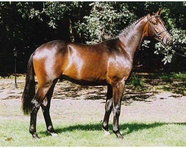 dressage horse C'est bon (Trakehner, 2002, from Distelzar)