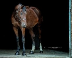 jumper Kassiopeia Tb (Hanoverian, 2015, from Kannan)