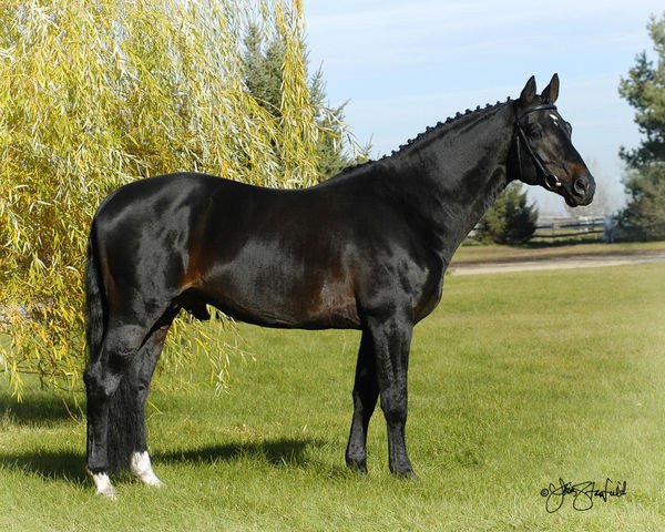 stallion Steinburg (Trakehner, 1993, from Kennedy)