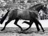 stallion Chopstick (Trakehner, 1979, from Deadly Nightshade xx)