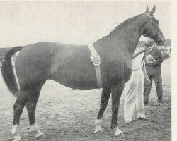 broodmare Elfenwache (Hanoverian, 1956, from Eindruck II 3914)