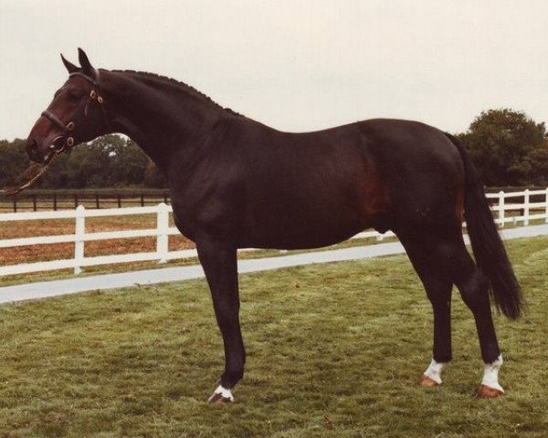 stallion Luciano (Hanoverian, 1971, from Lukas)