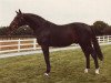stallion Luciano (Hanoverian, 1971, from Lukas)