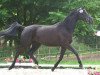 dressage horse Eternity 50 (Trakehner, 2005, from Hohenstein I)