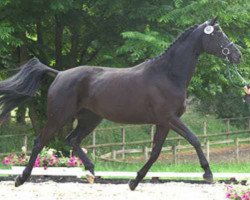 dressage horse Eternity 50 (Trakehner, 2005, from Hohenstein I)