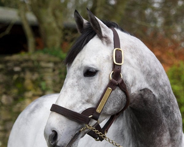 stallion Capri xx (Thoroughbred, 2014, from Galileo xx)