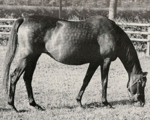 broodmare Yonne xx (Thoroughbred, 1936, from Indus xx)